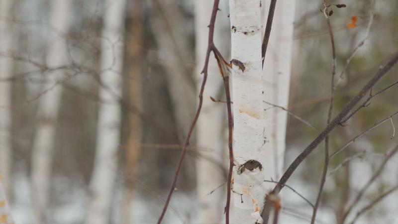 Closeup of a birch tree